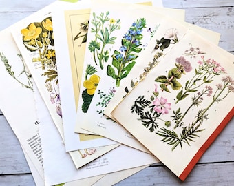 Vintage Botanical Ephemera Pack: Full Color Illustrations for Art or Junk Journaling, Mixed Media & Collage (10 Sheets)