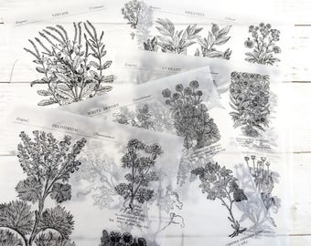 Vintage Botanical Illustrations | Translucent Paper Sheets for Art and Junk Journaling, Decoupage, and Mixed Media Collage