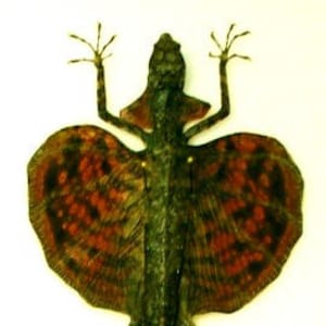 Pode incluir: Um lagarto voador preservado com uma cauda longa e asas grandes e estampadas. As asas são uma mistura de marrom, vermelho e preto.