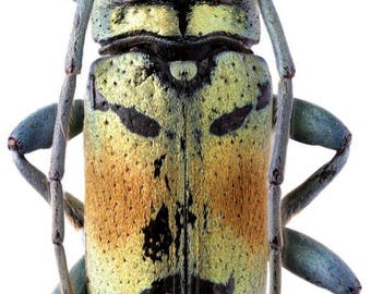 Pack of  2 beautiful  longhorn beetles Tmesisternus rafaelae 20/25mm  UNMOUNTED A1 quality