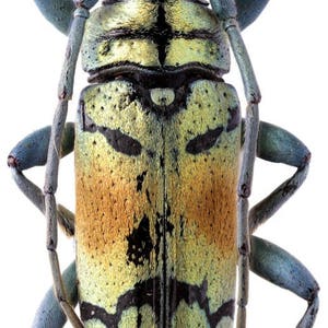 Pack of  2 beautiful  longhorn beetles Tmesisternus rafaelae 20/25mm  UNMOUNTED A1 quality