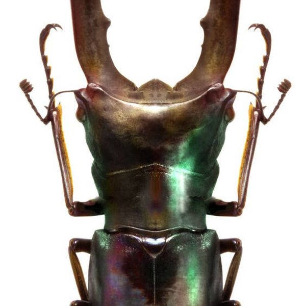 One pack of two  large and wonderful stagbeetles Cyclommatus metalifer finae 70/79mm A1 for all your taxidermy art projects