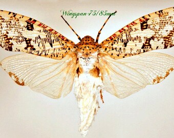 Cathedra serrata Fulgoridae BEAUTIFUL Taxidermy REAL Insect UNMOUNTED