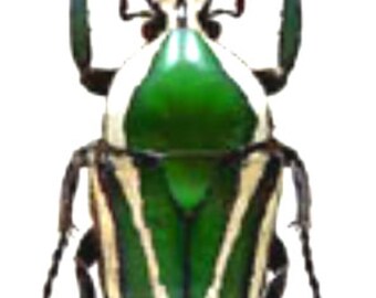 FREE SHIPPING flowerbeetle 25mm a1 UNMOUNTED Supplies for your artworks : Lot of 5 beetles euchroea aurostellata dried insects