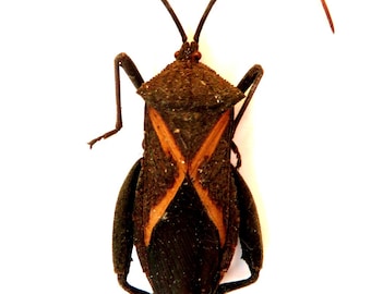 FREE SHIPPING flowerbeetle 25mm a1 UNMOUNTED Supplies for your artworks : Lot of 5 beetles euchroea aurostellata dried insects