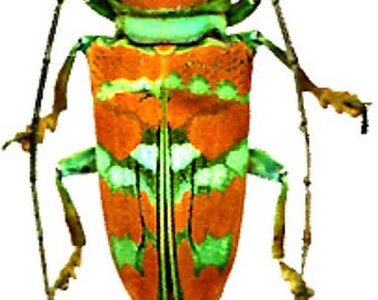 FREE SHIPPING flowerbeetle 25mm a1 UNMOUNTED Supplies for your artworks : Lot of 5 beetles euchroea aurostellata dried insects