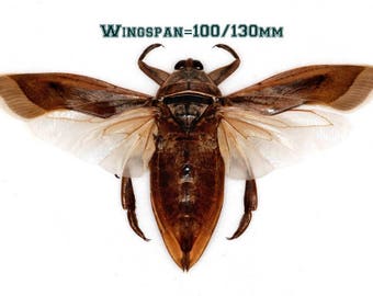 FREE SHIPPING flowerbeetle 25mm a1 UNMOUNTED Supplies for your artworks : Lot of 5 beetles euchroea aurostellata dried insects