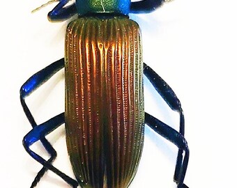 Chouette Taxidermie Etsy