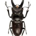 see more listings in the Beetles section
