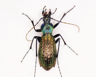 Collectors item : One uncommon Apotomopterus pangi from China , a beautiful ground beetle , for all your taxidermy art projects