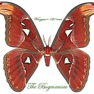 May include: A large, red and white butterfly with a wingspan of 120 mm. The butterfly has a distinctive pattern of white spots on its wings. The text "The Bugmaninae" is printed below the butterfly.