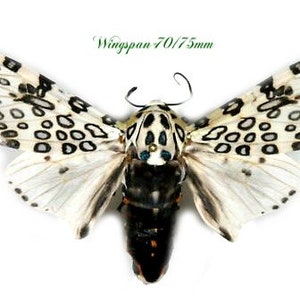 Peut inclure: Un papillon blanc avec des taches noires et des marques bleues sur la tête. Le papillon a une envergure de 70/75 mm.  "Wingspan 70/75mm" est écrit en vert au-dessus du papillon.