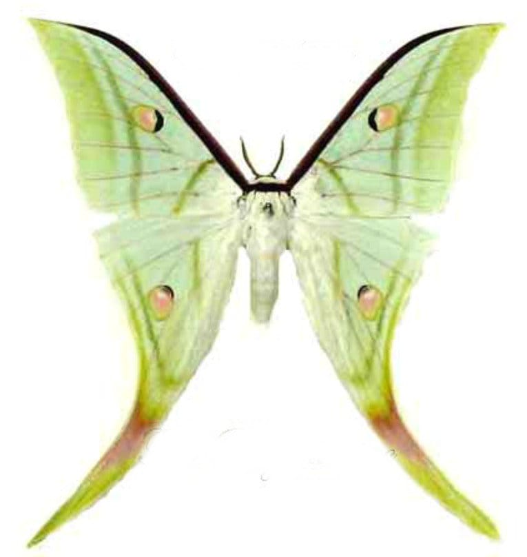 Actias rhodopneuma / Pink spirit moth Actias rhodopneuma ♂♀ペア