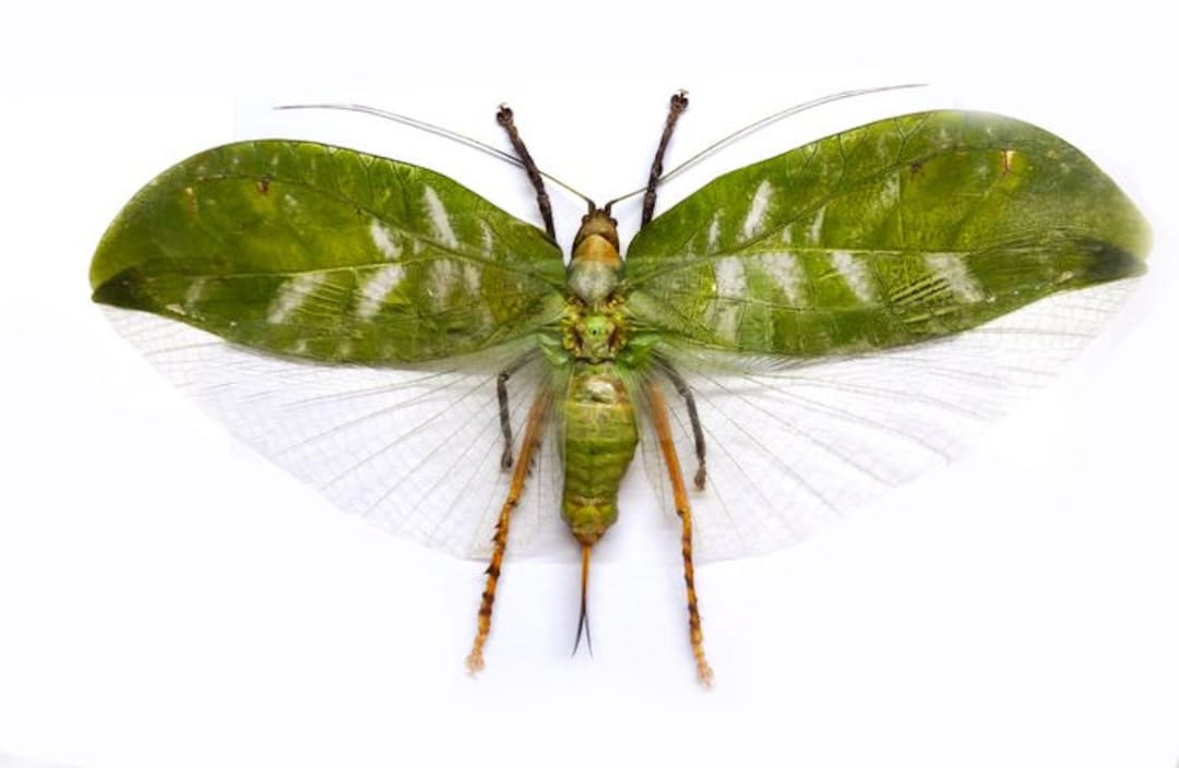 One huge katydid with open wings Onomarchus uninotatus male or female