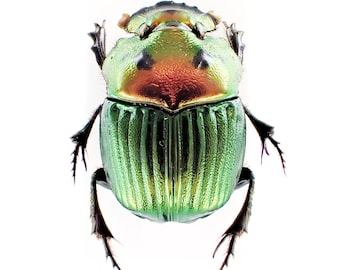 Set of 15 scarab beetles Phanaeus igneus floridanus for all your art projects