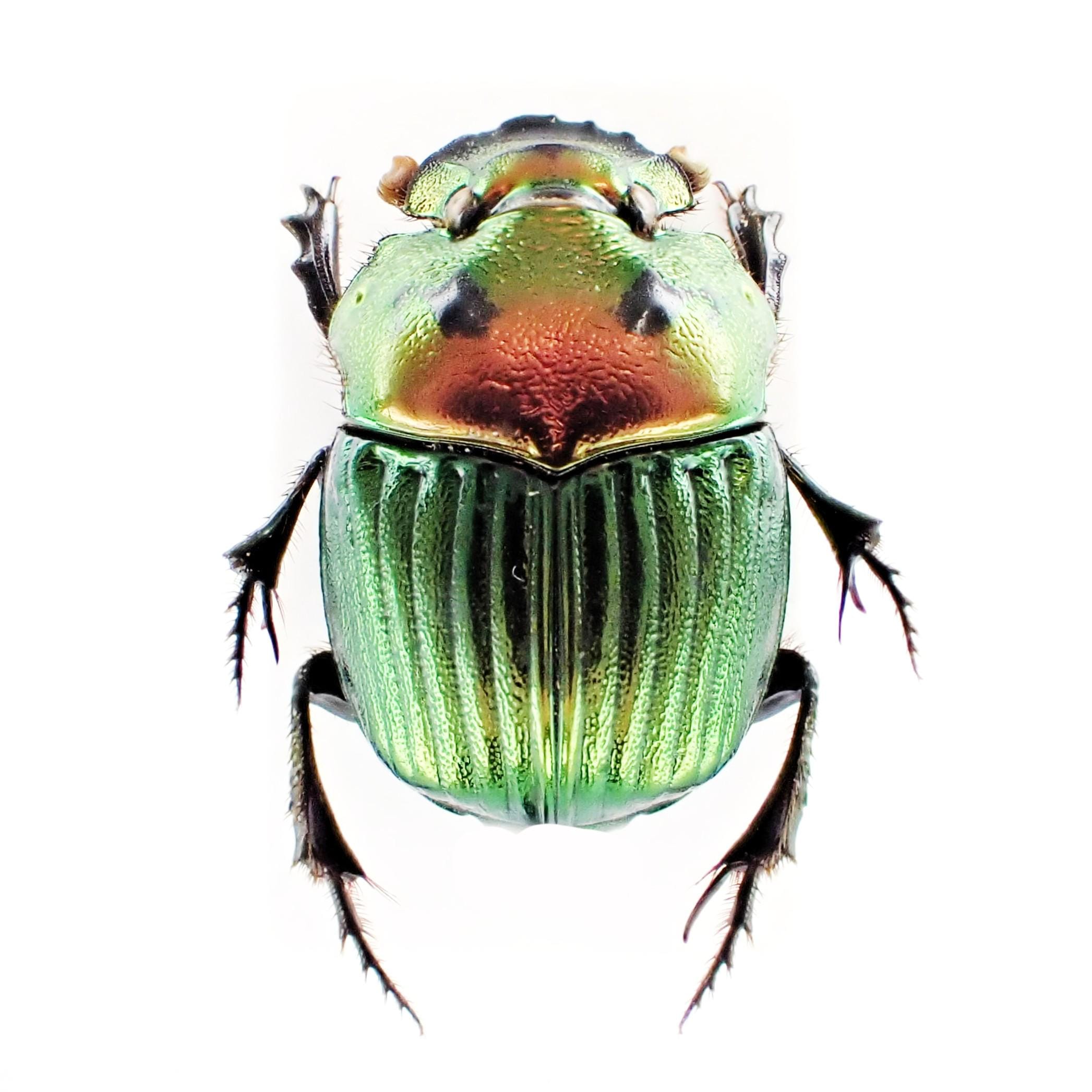 Set of 15 Scarab Beetles Phanaeus Igneus Floridanus for All Your 