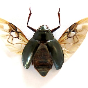 Pode incluir: Um escaravelho preservado com asas verde-iridescentas e pernas marrons. O escaravelho está montado com as asas abertas, mostrando as veias intrincadas das asas.