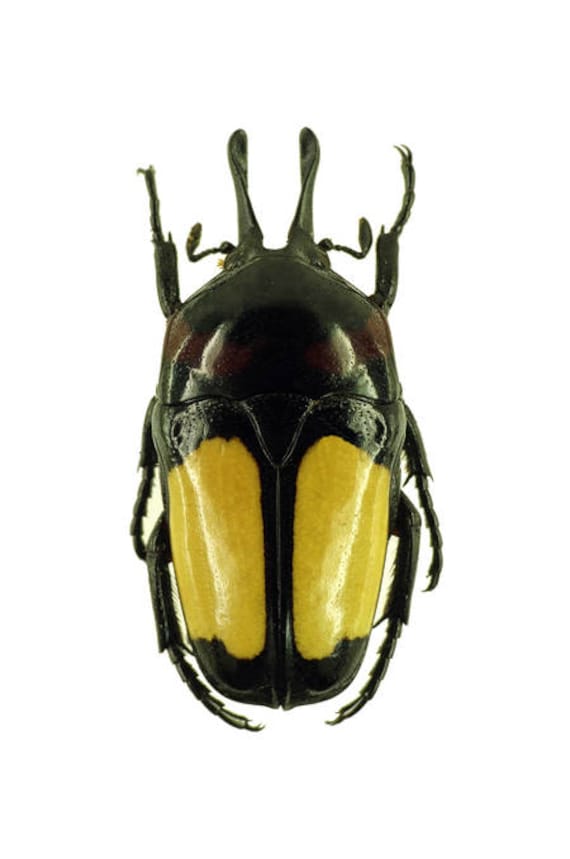 FREE SHIPPING flowerbeetle 25mm a1 UNMOUNTED Supplies for your artworks : Lot of 5 beetles euchroea aurostellata dried insects