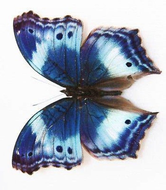 【海外 正規品】 Rare A : Item Collectors Western Butterfly Beauty Blue バレエ