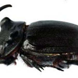 Collectors item : One uncommon male  of the rhino beetle Oryctes gigas insulicola from Madagascar for all your taxidermy art projects