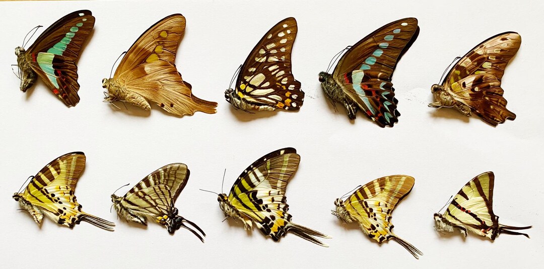 SPECIAL OFFER : Pack 10 Very Colourfull Papilio Butterflies A1/aa- With ...