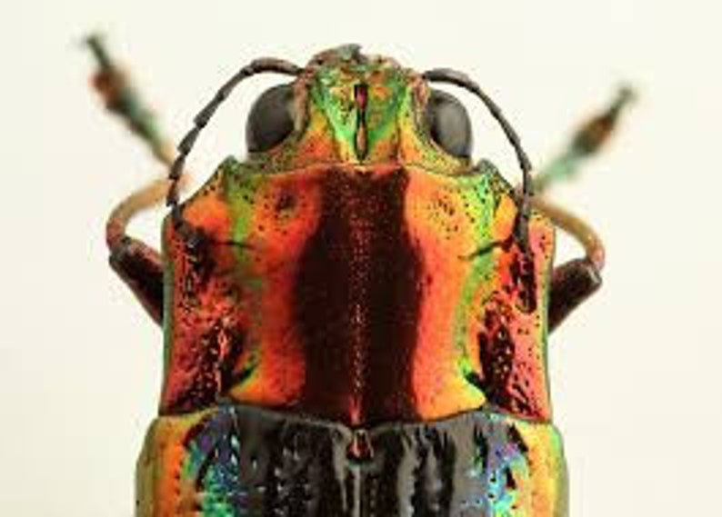 Pack of 10 jewel beetles Cyphogastra javanica 2Omm aa for all your taxidermy art projects FREE SHIPPING