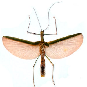May include: A green and brown stick insect with translucent wings spread out. The insect is on a white background.