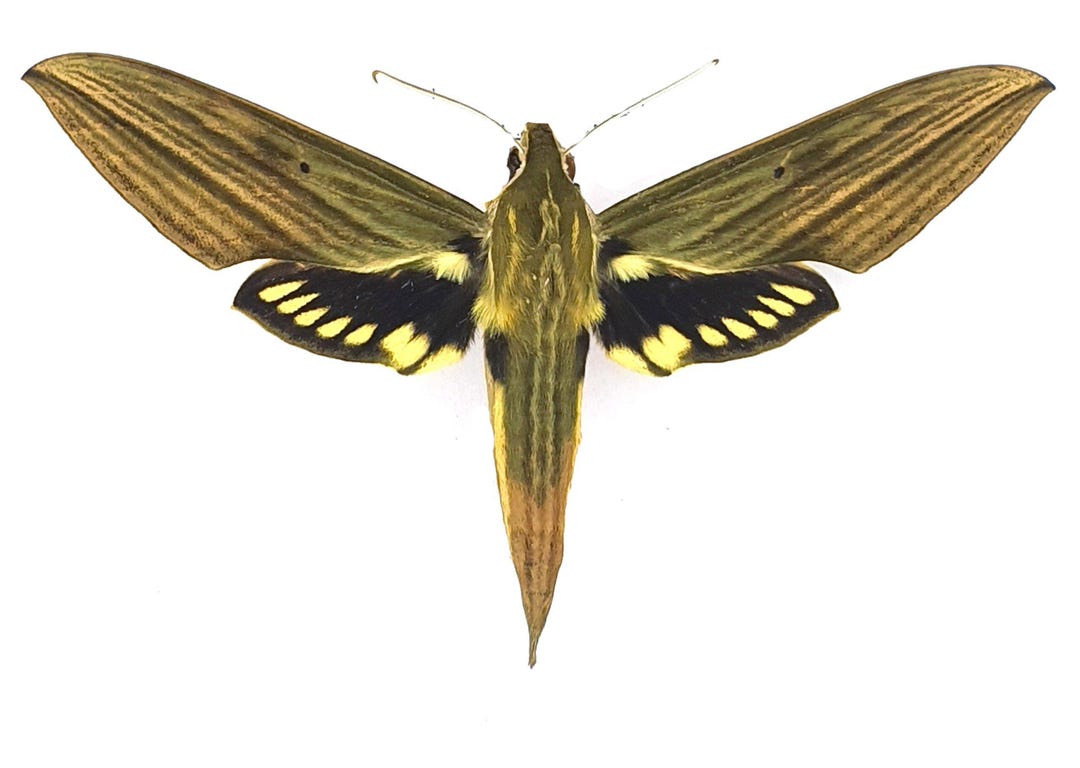 Sphingidae Wing One Very Nice Hawk Moths Xylophanes Crotonis , Sphingidae , Closed ...