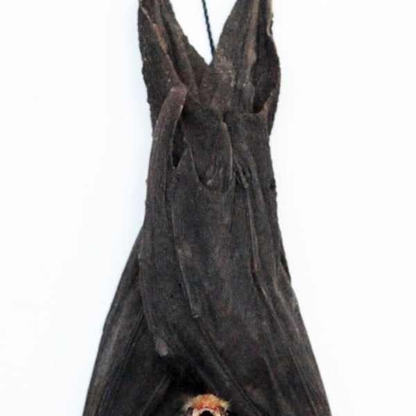 An impressive medium sized bat hanging Hipposiderus bicolor for all your taxidermy art projects, a1