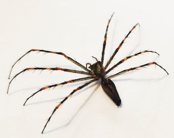 One impressive green lynx spider Peucetia madagascariensis aa-, for all your art projects SPREAD