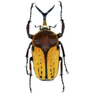 Puede incluir: Un escarabajo amarillo y marrón con un cuerno largo en la cabeza. El escarabajo tiene patas negras y está posado con las patas extendidas.