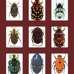 SPECIAL OFFER : A SUPERB set 20 of euchroea beetles from Madgascar  for the beginning collector or as gift