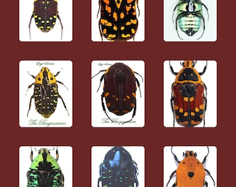 SPECIAL OFFER : A SUPERB set 20 of euchroea beetles from Madgascar  for the beginning collector or as gift