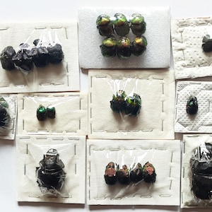 SPECIAL OFFER : Set 25 scarab dung beetles  for the beginning collector or for all your taxidermy art projects
