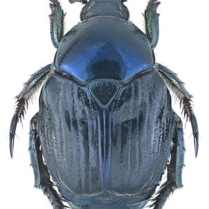 Pack of 5 nice scarab beetles popillia cyanea from China ,for all your taxidermy and photography art projects