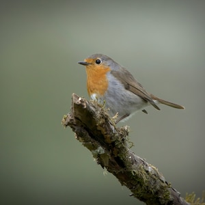Pack of 3 great luxury gift , birthday or greetings card & envelope with real photos of birds and other wildlife taken by myself