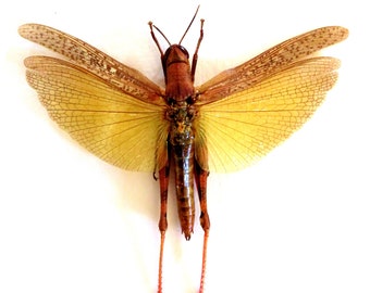 One pair of golden winged grasshopper Eucoptacra ceylonica , for all your taxidermy art projects