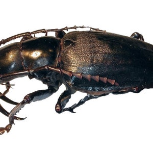 Puede incluir: Un escarabajo grande, negro, con patas largas y espinosas y un exoesqueleto brillante y liso.