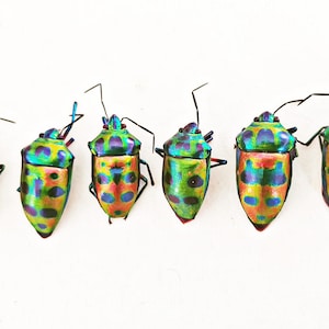 May include: Six shield bugs arranged in a row, each featuring a vibrant, iridescent exoskeleton with a metallic green, blue, and orange color palette. The insects display distinct dark circular spots across their backs, thin antennae, and legs.