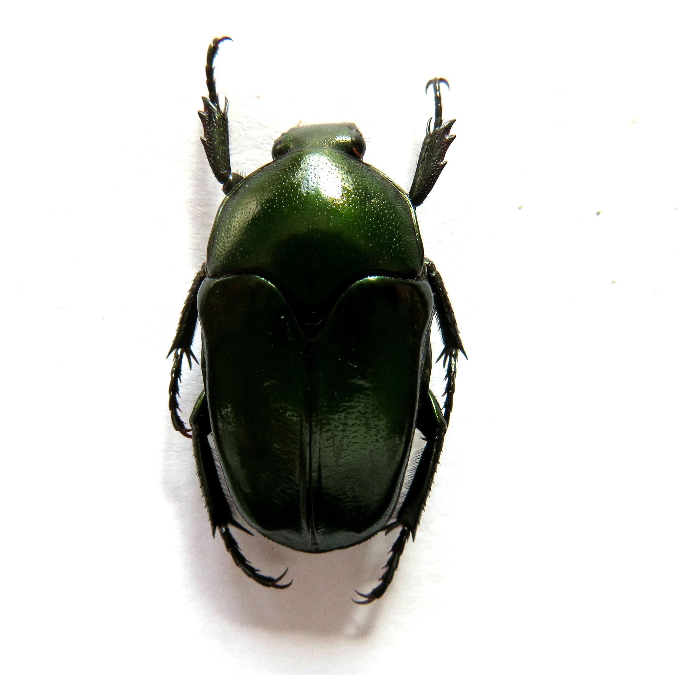 Lot of 50 Flower Beetle Ischiopsopha ritsemae celebensis Insect Taxidermy Lot of 50 Flower Beetle Ischiopsopha ritsemae celebensis Insect Taxidermy