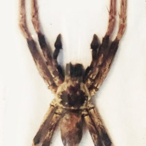 Peut inclure: Une araignée brune conservée avec de longues pattes et un corps brun foncé.
