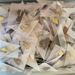 Könnte beinhalten: Eine Sammlung von Schmetterlings-Exemplaren, die in dreieckigen Papierumschlägen montiert sind. Die Schmetterlinge sind in verschiedenen Farben und Größen, darunter gelb, braun, schwarz und weiß.
