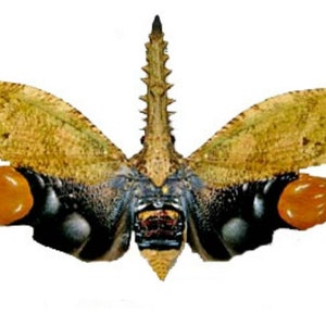Op de afbeelding: Een zwart en oranje insect met een lange, stekelige kop en grote, doorschijnende vleugels. Het insect heeft een dreigende, bijna monsterlijke uitstraling.