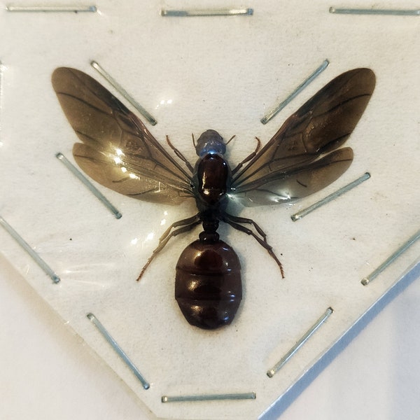 Pack of 2 queen ants from Sulawesi SPREAD , for all your taxidermy art projects
