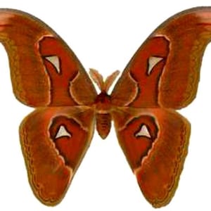 One medium sized Attacus lorquini m or f according availability  , wings CLOSED A1/Aa- quality , for all your taxidermy art projects
