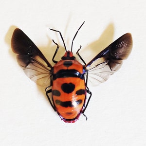 May include: A red and black insect with wings spread out. The insect has a black heart shape on its back.