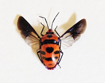 Pack of 5 colorful stinkbug Eucorysses javanus with OPEN WINGS Aa-  , for all your taxidermy and jewelry art projects