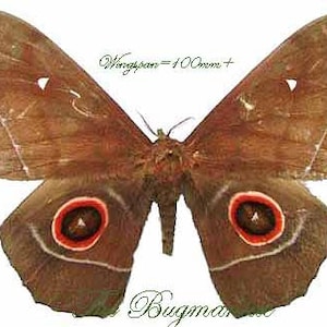 Può includere: Una falena marrone con macchie oculari rosse e bianche. L'apertura alare della falena è di 100 mm. Il testo "Wingspan = 100mm+" è scritto sopra la falena.