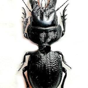 May include: A black beetle with long antennae and large mandibles. The beetle is viewed from above, showing its shiny, textured exoskeleton.