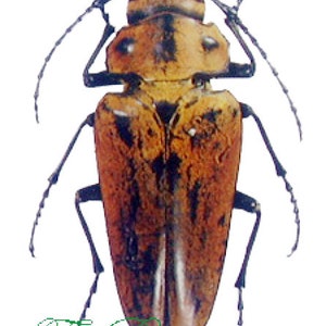 Pack of two impressive beetles Trictenotoma davidi from Vietnam a1 UNMOUNTED, for all your taxidermyand photography art projects